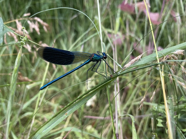 Calopteryx splendens - sávos szitakötő