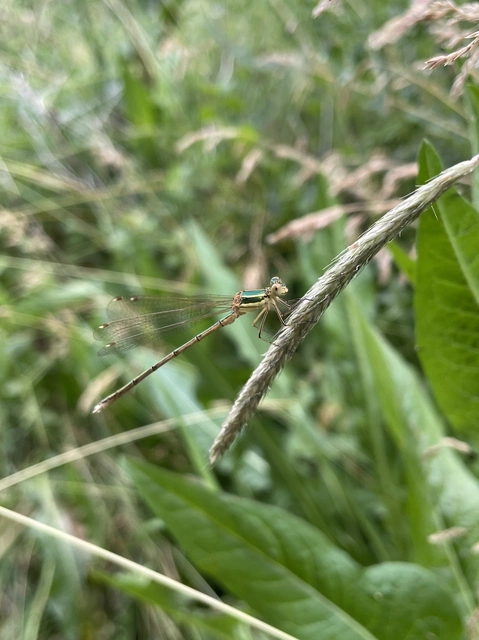 Lestes barbarus - foltosszárnyjegyű rablószitakötő