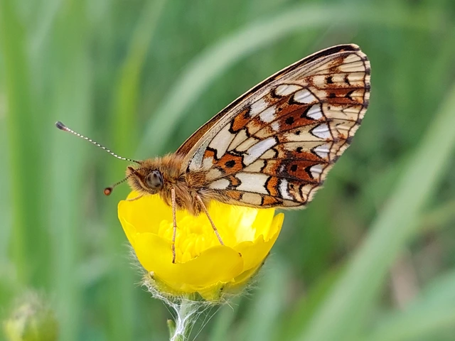 Boloria selene - fakó gyöngyházlepke