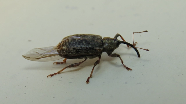 Dorytomus longimanus - kétalakú hangormányos
