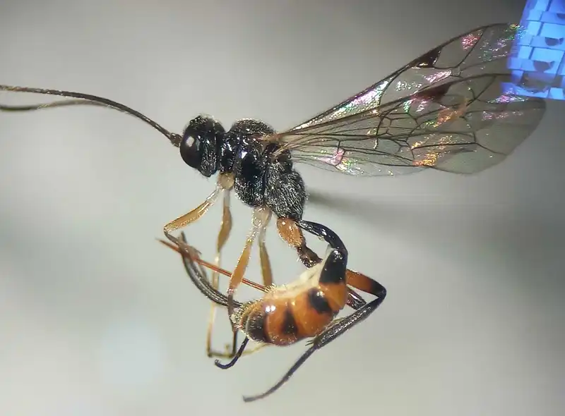 Bathythrix