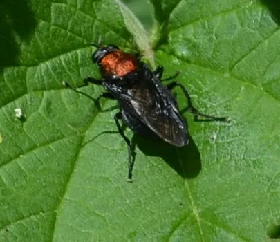 Clitellaria ephippium - tüskéshátú légy
