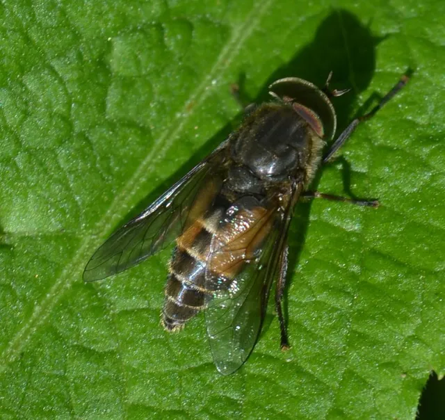 Tabaninae