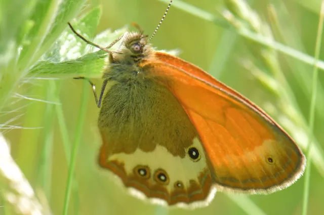 Coenonympha arcania - fehéröves szénalepke