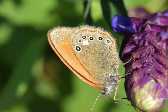 Coenonympha glycerion - közönséges szénalepke
