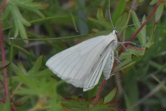Siona lineata - vonalas fehéraraszoló
