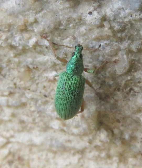 Polydrusus formosus - selymes lombormányos