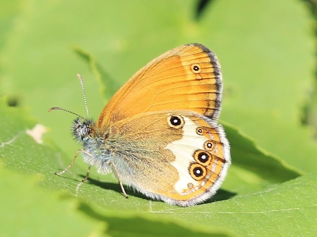 Coenonympha arcania - fehéröves szénalepke