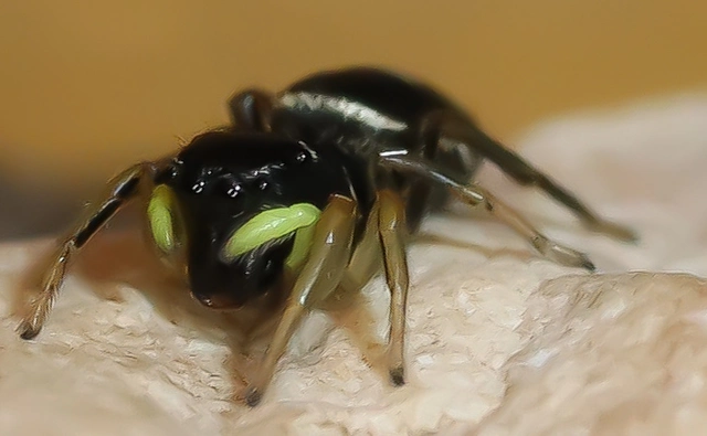 Heliophanus