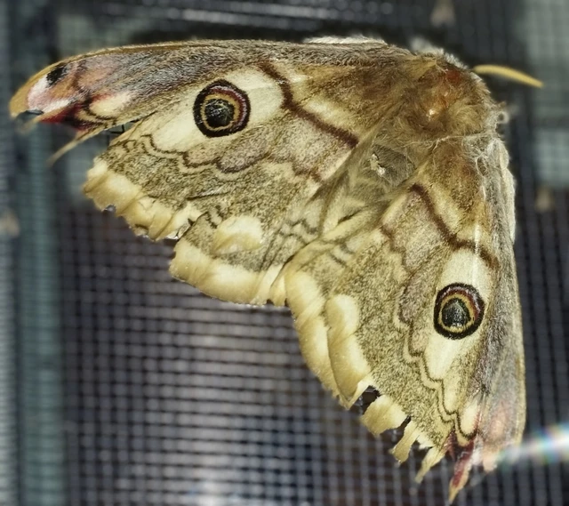 Saturnia pavoniella/pavonia