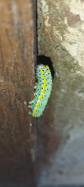 Diloba caeruleocephala - őszi kékesbagoly