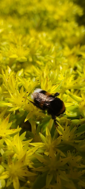 Bombus - poszméhek