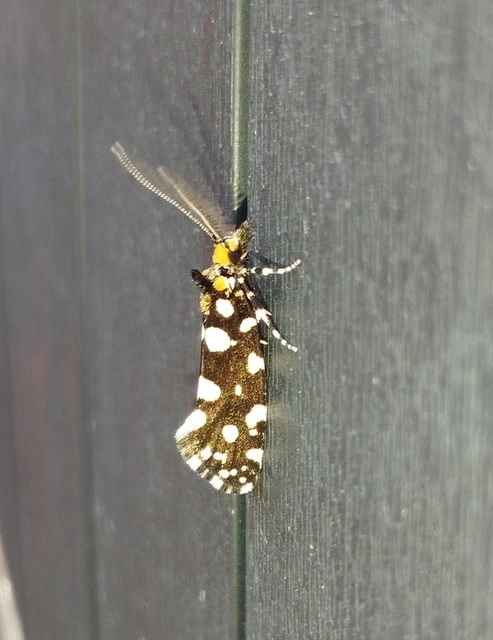 Euplocamus anthracinalis - fésűscsápú korhadékmoly