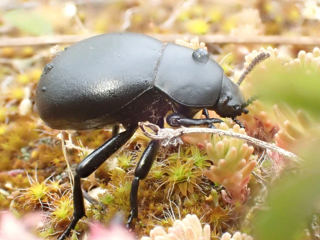 Gnaptor spinimanus - pohos gyászbogár