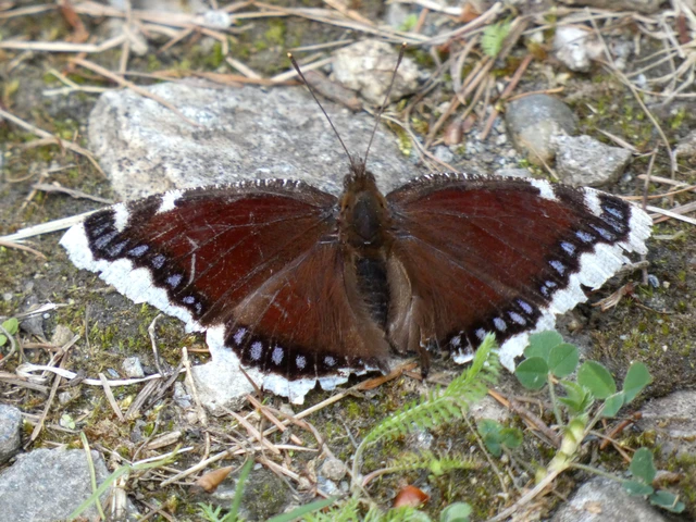 Nymphalis antiopa - gyászlepke
