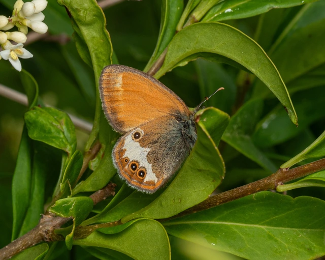 Coenonympha arcania - fehéröves szénalepke