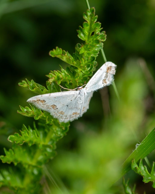 Scopula ornata - díszes fehéraraszoló