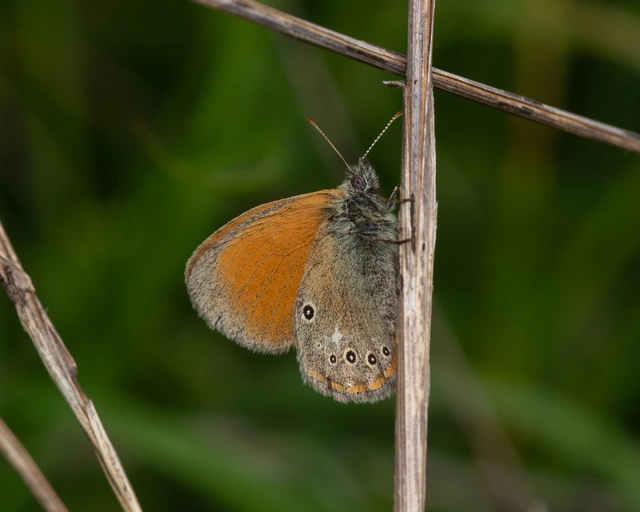 Coenonympha glycerion - közönséges szénalepke