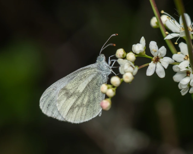 Leptidea sinapis - mustárlepke