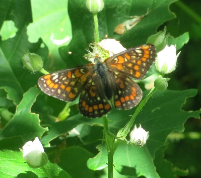 Euphydryas maturna - díszes tarkalepke