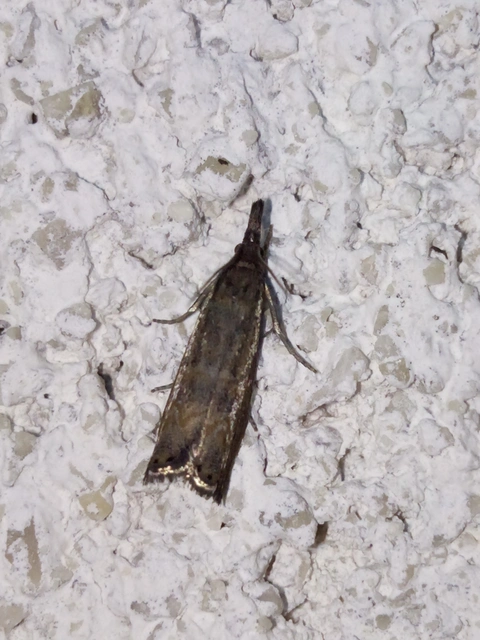 Platytes cerussella - törpe fűgyökérmoly