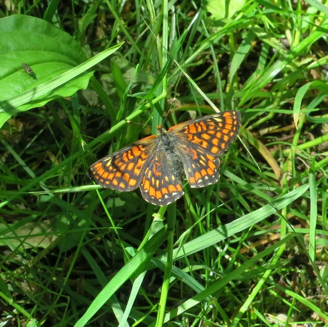 Euphydryas maturna - díszes tarkalepke