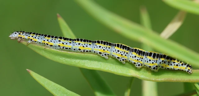Calophasia