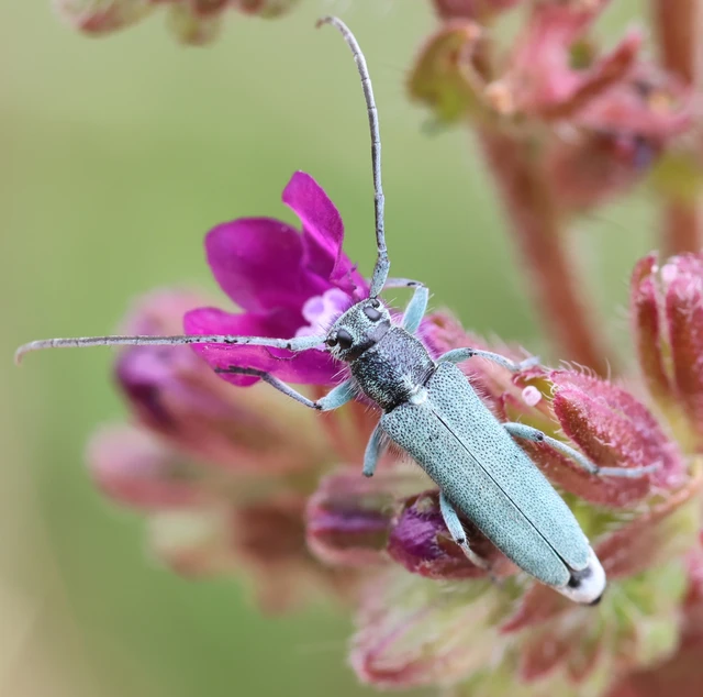 Phytoecia coerulescens - kígyósziszcincér