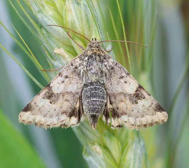 Heliothis viriplaca - mácsonyabagoly