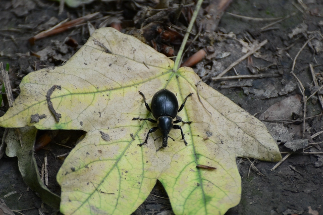 Liparus coronatus - kis turbolyaormányos