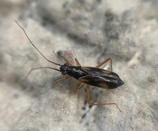 Teratocoris antennatus