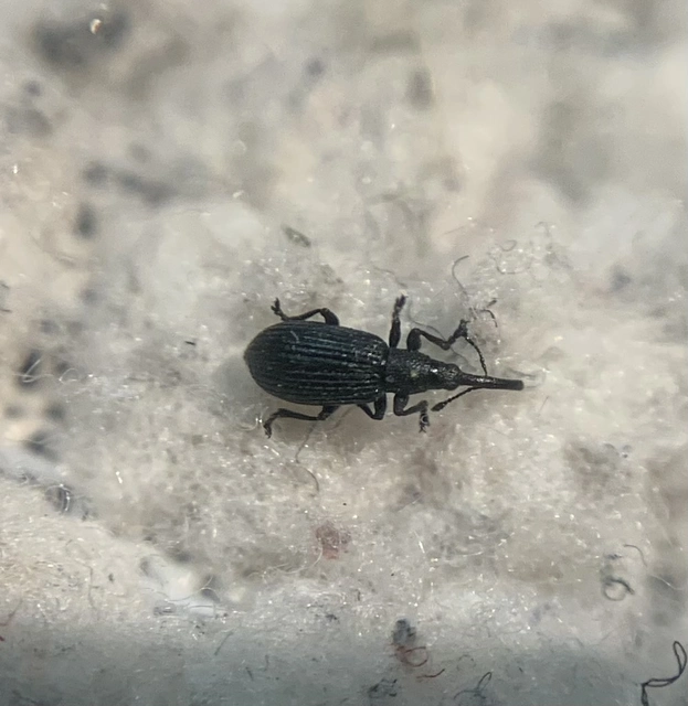 Stenopterapion meliloti - somkóró-cickányormányos