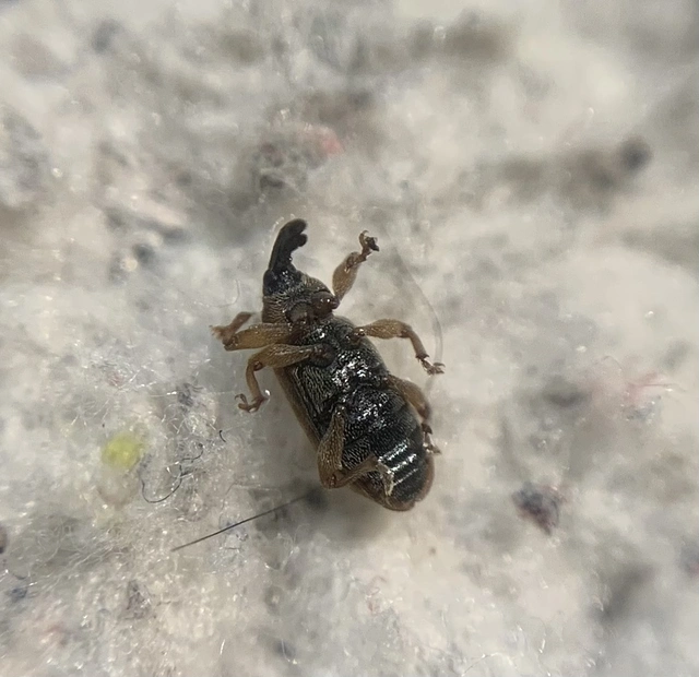 Dorytomus taeniatus - kecskefűz-hangormányos