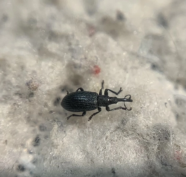 Stenopterapion meliloti - somkóró-cickányormányos