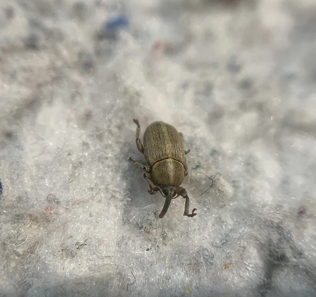 Tychius trivialis - csüdfű-tímárormányos