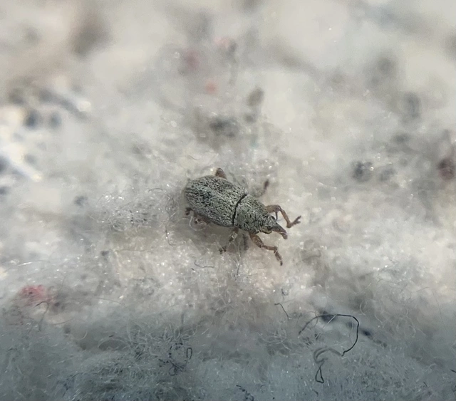 Tychius stephensi - rétihere-tímárormányos
