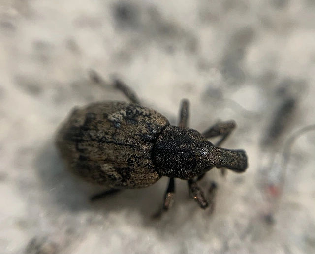 Graptus triguttatus - kárpáti nadálytőormányos