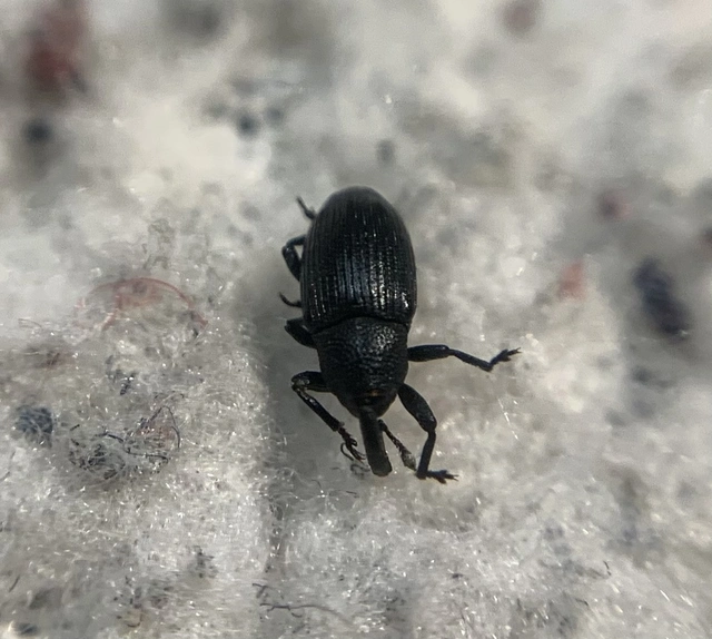 Baris artemisiae - feketeüröm báris