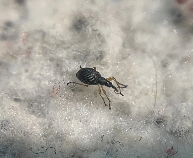 Protapion fulvipes - vadhere-cickányormányos Protapion fulvipes - vadhere-cickányormányos