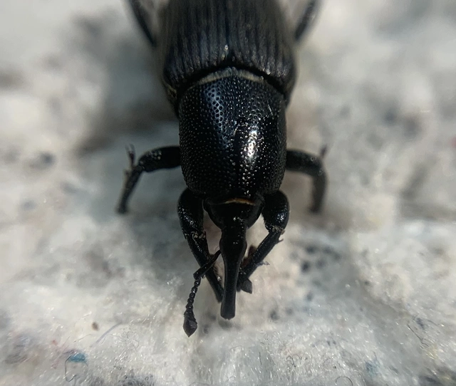 Sphenophorus abbreviatus - óriászsuzsok