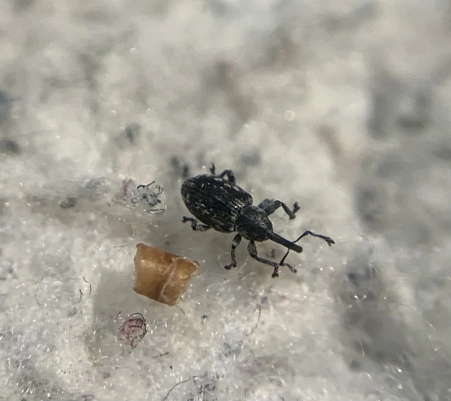 Smicronyx jungermanniae - közönséges arankaormányos