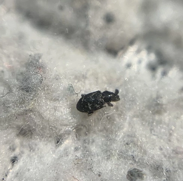 Smicronyx jungermanniae - közönséges arankaormányos