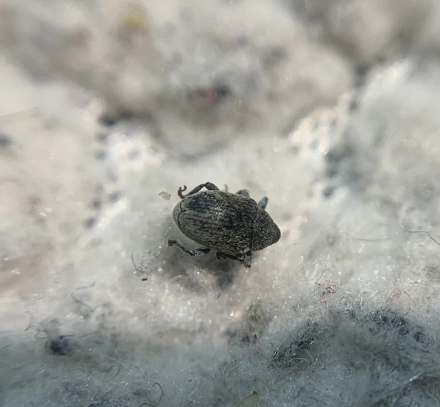 Sibinia pellucens - mécsvirágormányos