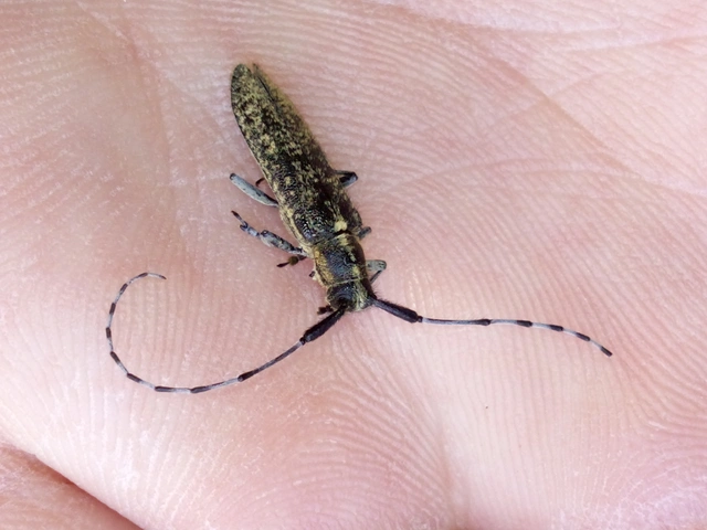 Agapanthia villosoviridescens - fehérgyűrűs bogáncscincér
