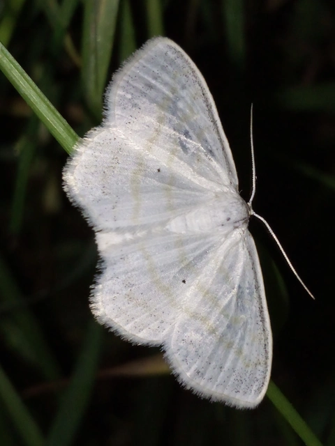 Scopula caricaria - mocsári fehéraraszoló