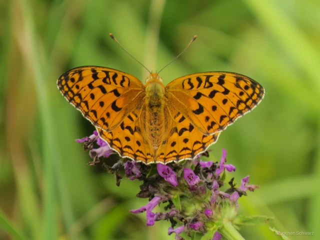 Argynnis adippe - ezüstös gyöngyházlepke