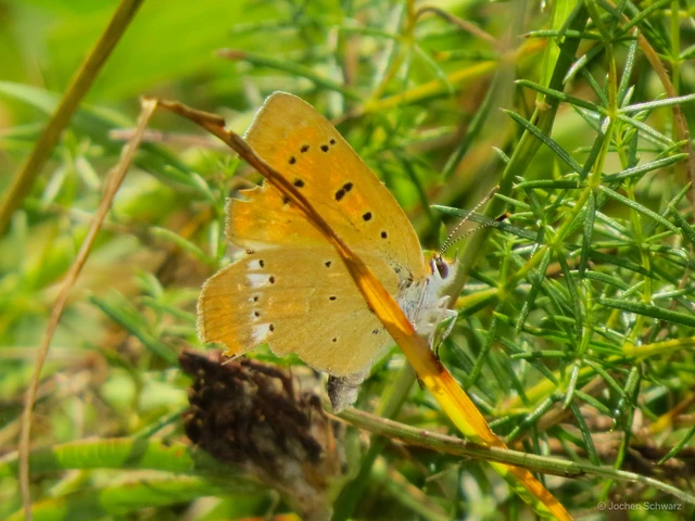 Lycaena virgaureae - arany-tűzlepke