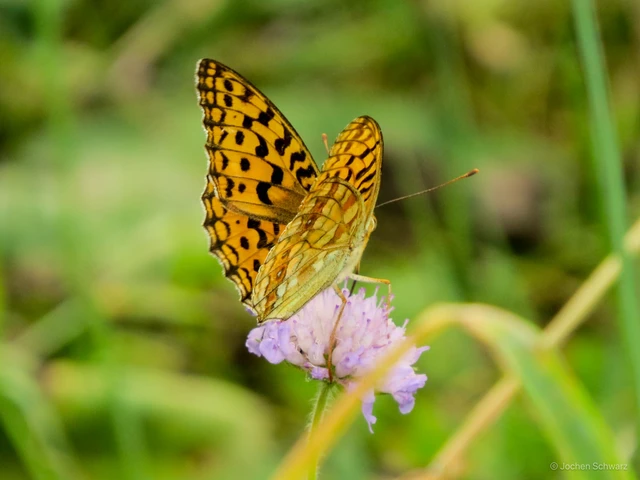 Argynnis adippe - ezüstös gyöngyházlepke
