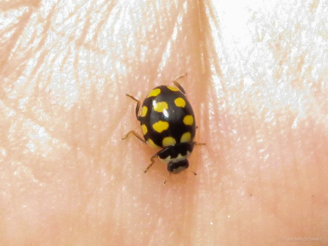 Coccinula quatuordecimpustulata - feketesárga katóka