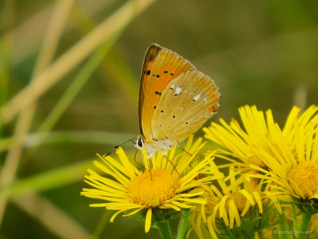 Lycaena virgaureae - arany-tűzlepke